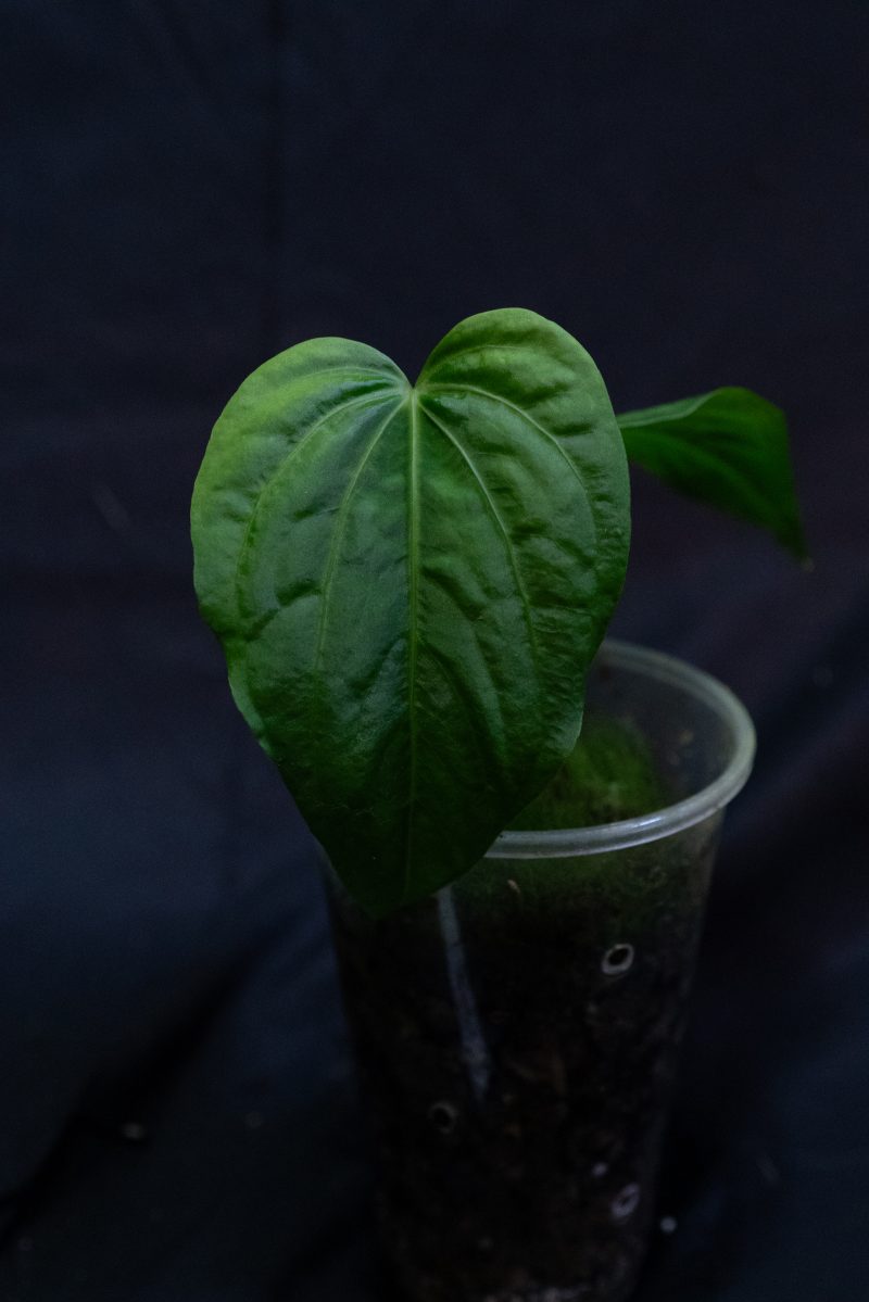 Anthurium Schottianum RA clone