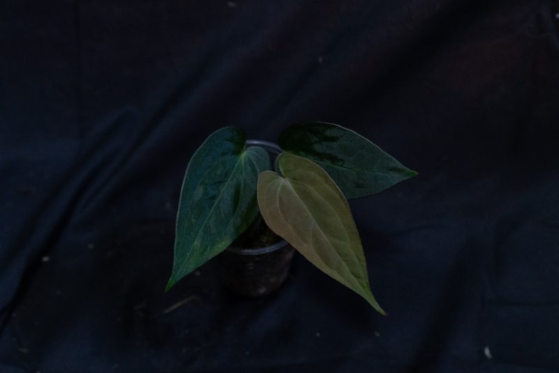 Anthurium Black Cherry Australian Clone