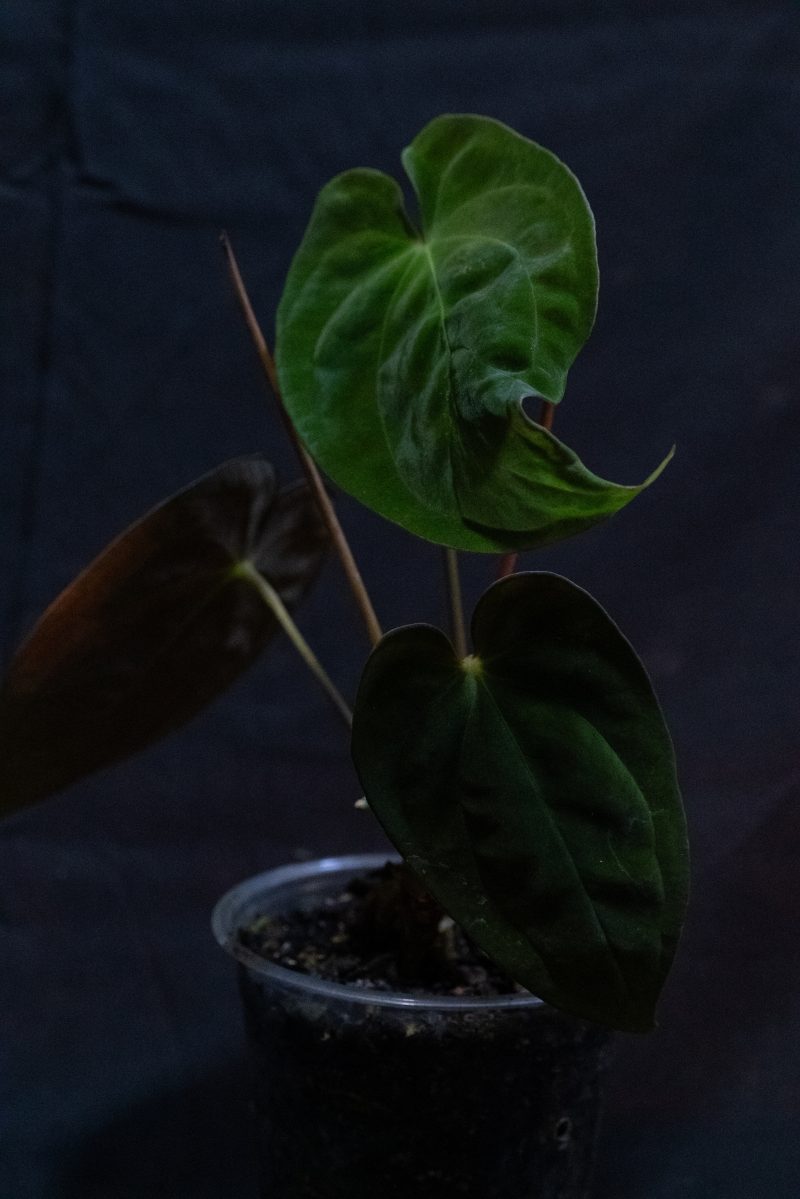 Anthurium papillilaminum Lago Gatun